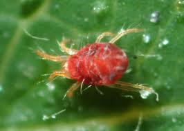 2.5.1.6. Crveni pauk (Panonychus ulmi) Crveni pauk nalazi se na naličju lista i siše biljni sok. Na mjestu gdje se hrane nastaju malene kvrţice, a cijelo naličje moţe biti pokriveno s paučinom.