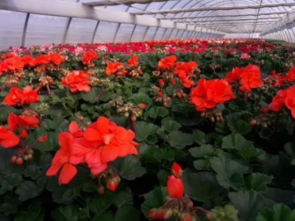 2.3. Skupine pelargonija Pelargonije se mogu podijeliti u pet skupina, a u posljednjih nekoliko godina razvila se je i nova skupina a to je skupina poluvisećih pelargonija. 1.