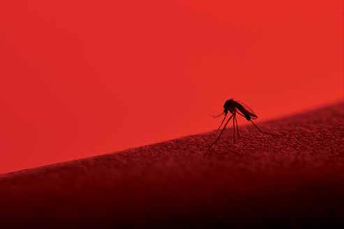 Uklanjati moguća staništa komaraca Radi suzbijanja populacije komaraca, prvenstveno je potrebno ukloniti mjesta za razvoj njihovih legla u okolišu, isušivanjem njihovog staništa pražnjenjem spremnika
