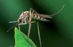 Bolest se prenosi ubodom komarca iz roda Aedes (Aedes aegypti) ili