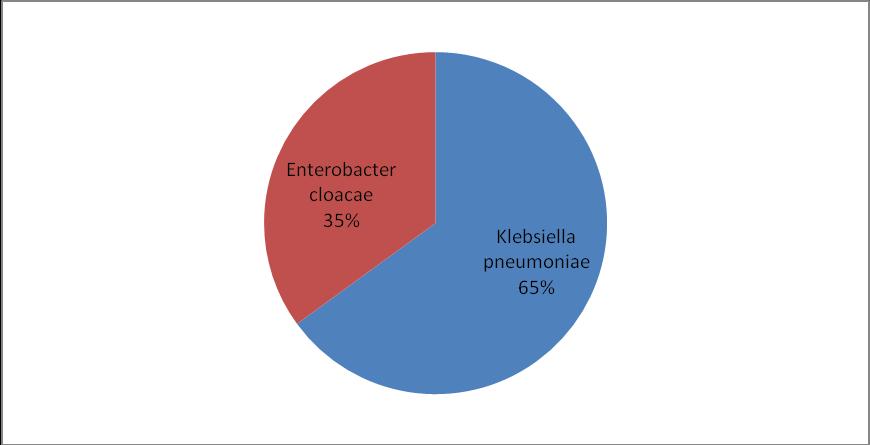4.2. Učestalost odabranih bakterijskih sojeva izoliranih kod ispitanika U uzorcima urina ispitanika detektirani su bakterijski sojevi K. pneumoniae i E. cloacae, od čega 65% (65/100) K.