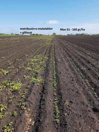 Primena zemljišnih herbicida je bila pravi pogodak s obzirom na veliku količinu padavina koje su pale desetak dana nakon tretmana, rešavajući problem korova u početnom periodu.