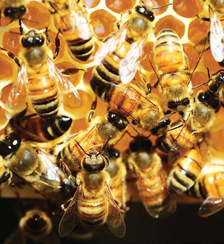 56 Kvalitetno plodišno saće kao bitan faktor uspešnog pčelarenja* 57 Pčelarenje Priredio: Dragan Đorđević, dipl. inž.