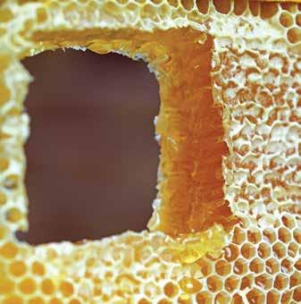 58 59 i sa najmanjim procentom trutovskih ćelija u vreme intenzivog razvoja pčelinjih zajednica.
