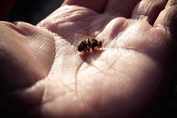 na smanjenje rojevnog nagona, što je u uslovima savremenog pčelarstva nepovoljno. Ali, kod dodavanja prvih satnih osnova treba biti veoma obazriv i pratiti razvoj svake pčelinje zajednice ponaosob.