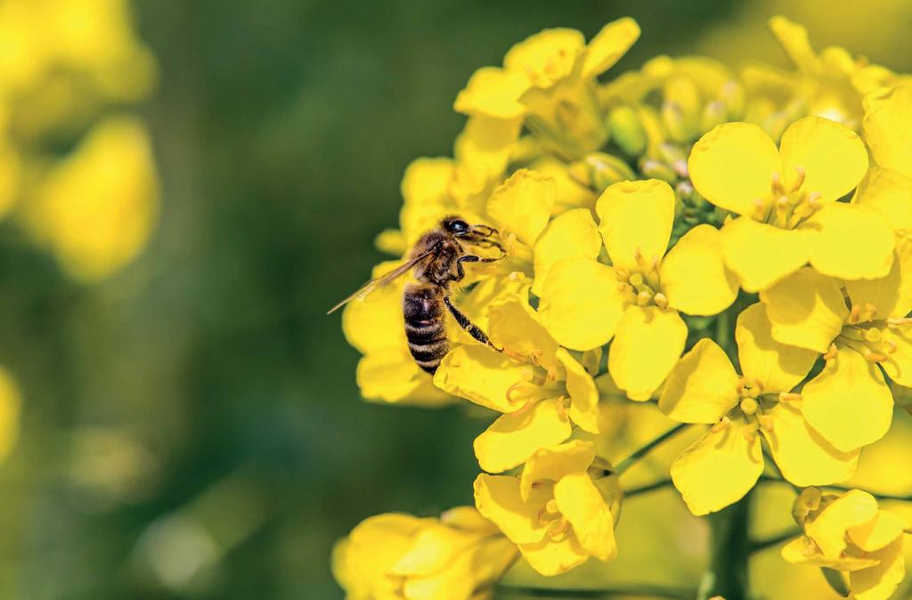 proizvodnja pesticida odvija se u skladu sa najvišim standardima Evropske unije. Fabrika je opremljena najsavremenijom opremom koja garantuje maksimalnu zaštitu životne sredine i čoveka.