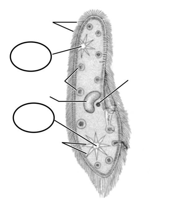 Биологија - Контрактилна вакуола парамецијума Увод Парамецијуми (Paramecia) су једни од најпознатијих и највише проучаваних типова једноћелијских организама.