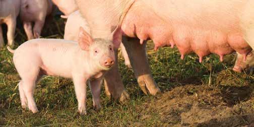 PRASAD Pravilni postupci s prasadi tijekom početka života, osnovna su optimalne proizvodnje, zdravlja, dobrog rasta i pravilnog razvoja svinja u fazama života koje slijede.