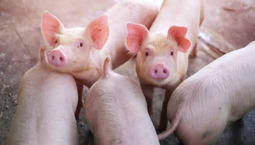 PROFITABILNA HRANIDBA TOVNIH SVINJA Temelj uspješnog tova svinja su homogene grupe životinja s dobrim dnevnim prirastima (>800 g), dobrom konverzijom (2,8:1) i dobrom mesnatošću od najmanje 60%.