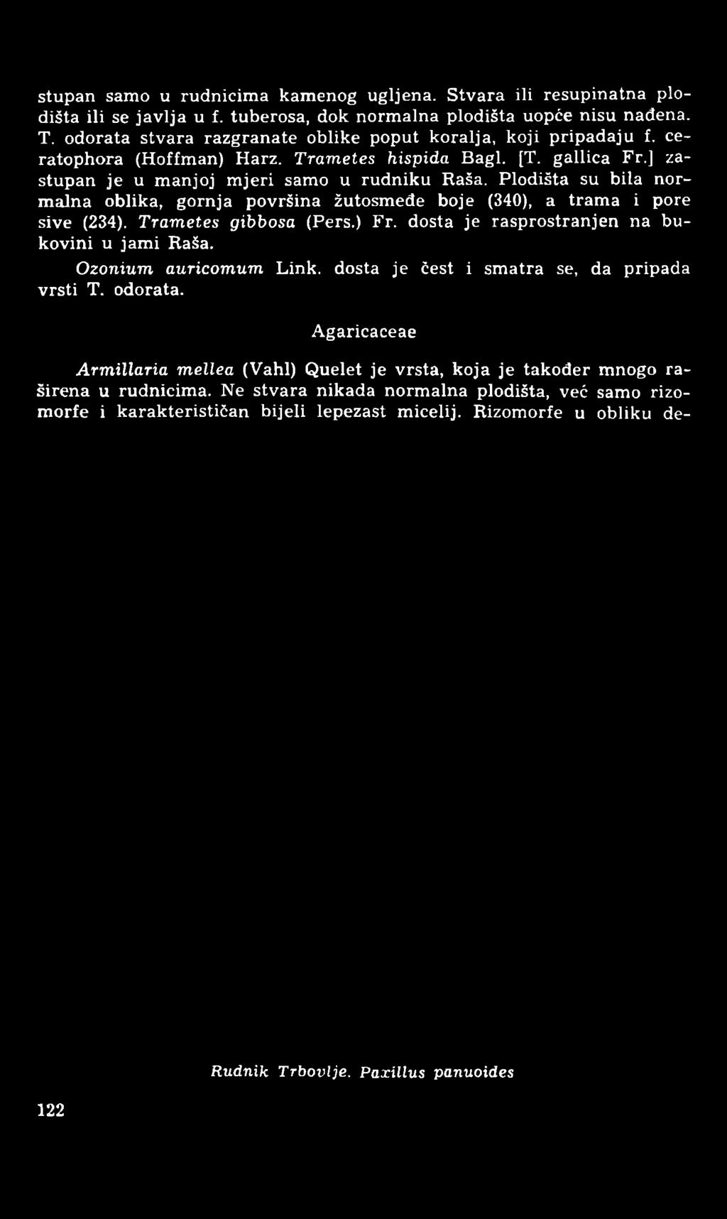 stupan samo u rudnicima kamenog ugljena. Stvara ili resupinatna plodišta ili se javlja u f. tuberosa, dok normalna plodišta uopće nisu nađena. T.