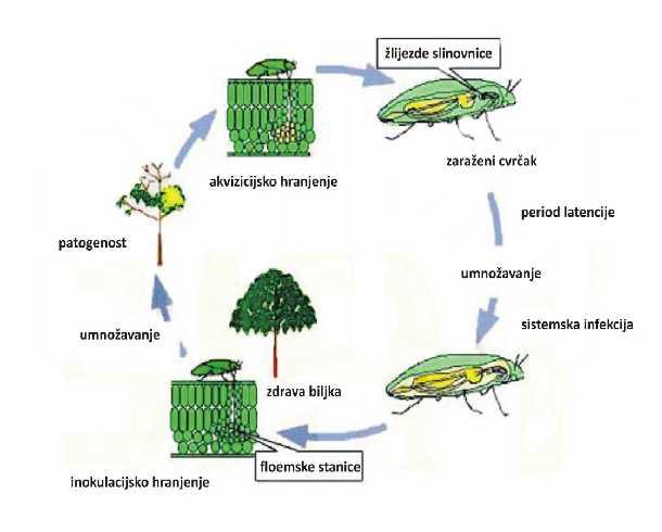 Slika 1. Životni ciklus fitoplazmi (prerađeno s http://papilio.ab.a.u-tokyo.ac.jp/planpath/phyto-genome/what.htm). 3.