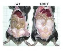 Stanice urođene imunosti izražavaju transmembranske receptore nazvane Toll-like receptori (TLR).