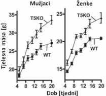 Preko TLR5 aktiviraju se stanice urođene imunosti te proizvode medijatore upale (Smith i sur. 2003).