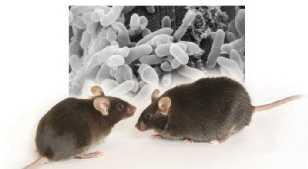 3. CRIJEVNE BAKTERIJE POVEZANE S PRETILOŠĆU Turnbaugh i suradnici proveli su istraživanja u kojima su uspoređivali crijevne bakterije pretilih i mršavih miševa, kao i pretilih i mršavih ljudi.