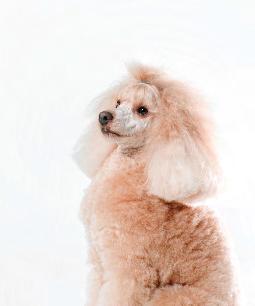 Dugodlaki psi sa lijepom dugačkom dlakom zahtjevaju redovito češljanje.