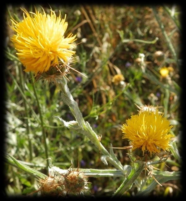 Analizom flore pruţnih nasipa u Pirotu utvrďeno je prisustvo vrsta: Erigeron canadensis, Erigeron annuus, Agrostema githago, Polygonum aviculare i Lycium halimifolium koje predstavljaju adventivne