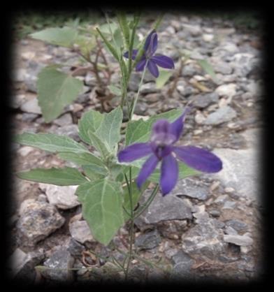 5. Consolida orientalis L. Jednogodišnja, zeljasta biljka. Cvetovi su dvopolni, crveni ili ljubičasti, skupljeni su u izduţene, retke, grozdaste cvasti. Plod je mešak.