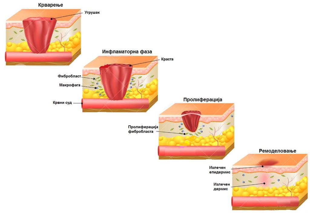 крвних судова, депоновање колагена и стварање екстрацелуларног матрикса [103]. Фибробласти производе колаген, градивну јединицу везивног ткива.