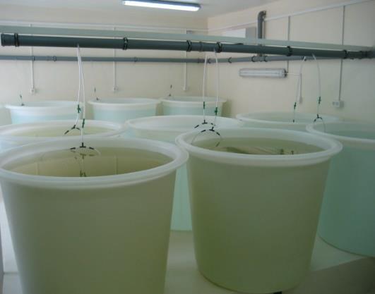 Ukupna proizvodnja školjkaša se prodaje na domaćem tržištu.