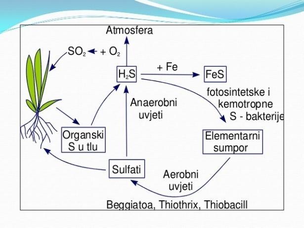 Nakon toga, oni podleţu redukciji i ugraċuju se u aminokiseline, proteine (Jemcev and Đukić., 2000). Sumpor se u atmosferi nalazi u vidu SO 2, SO 3 i H 2 S, koji nastaju sagorevanjem fosilnih goriva.