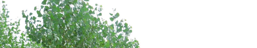Crna joha (Alnus glutinosa) Breza (Betula
