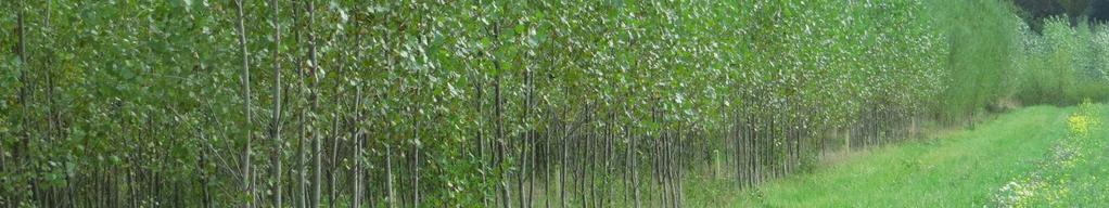pseudoacacia) Vrba (Salix sp.