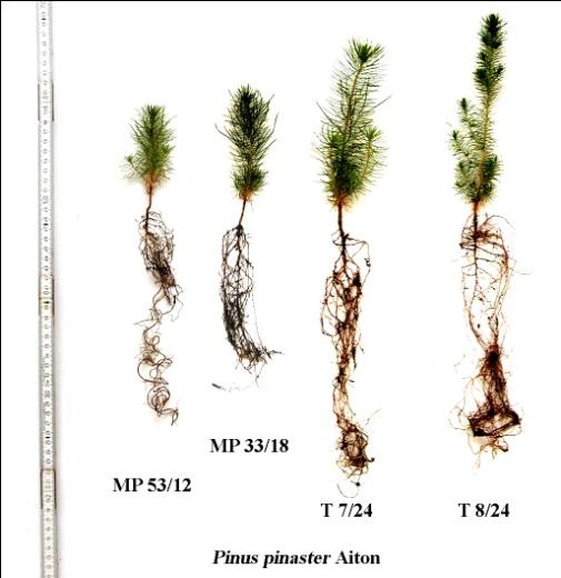 5.2.3. Primorski bor (Pinus pinaster Aiton) 5.2.3.1.