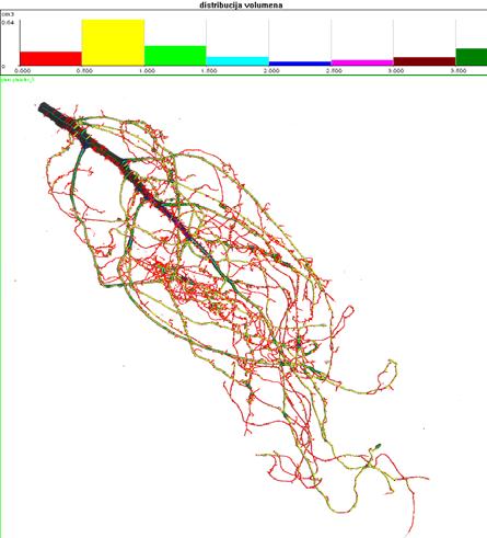 Slika 45. Korijenov sustav jednogodišnje sadnice primorskog bora proizvedene u kontejneru T 7/24 (izgled prosječnog primjerka). Slika 46.