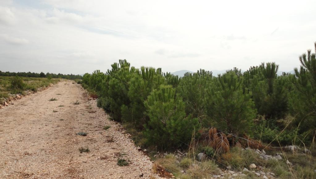 Tablica 43. Prosječni visinski rast biljaka pinije (Pinus pinea L.), obzirom na tip kontejnera i pripremu tla za razdoblje od 2003. 2009. godine. Pinus pinea (L.
