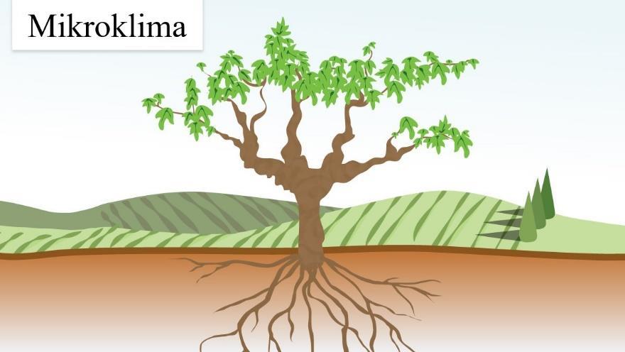 Uticaj mezoklime je djelimično razlog što je Napa Valley usitnjena u 16 različitih pod-ava (American Viticultural Areas). (američkih vinogradarskih područja).