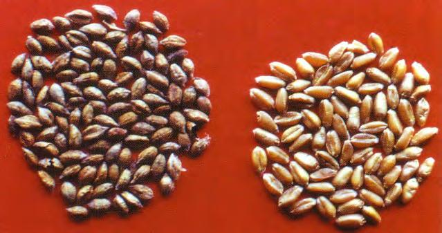 Паразити који се преносе семеном стрних жита су: o Tillecia tritici - изазивач главнице пшенице o Fusarium spp.- проузроковач трулежи корена пшенице и јечма и штурости зрна o Ustilago spp.