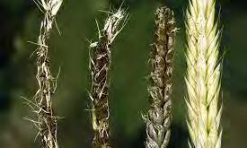 Ustilago spp (tritici na пшеници), (nuda на јечму) Симптоми ових болести се уочавају још од цветања.оболели класови искласају пре здравих.