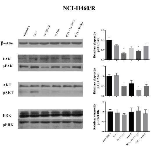 Slika 43. Efekti tretmana na promenu količine pfak, pakt i perk proteina kod NCI-H460/R ćelija.