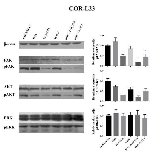 Za razliku od NCI-H460/R ćelija, kombinovani tretman WZ811 inhibitora sa DOX-om kod COR-L23 ćelijske linije obara nivo ekspresije pfak-a 2,2 puta (p=0,006) u odnosu na netretirane COR-L23 ćelije