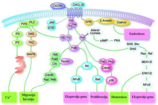 Slika 3. Šematski prikaz CXCL12/CXCR4 posredovanih intracelularnih signalnih puteva. CXCR4 je najčešće eksprimirani hemokinski receptor kod tumora.