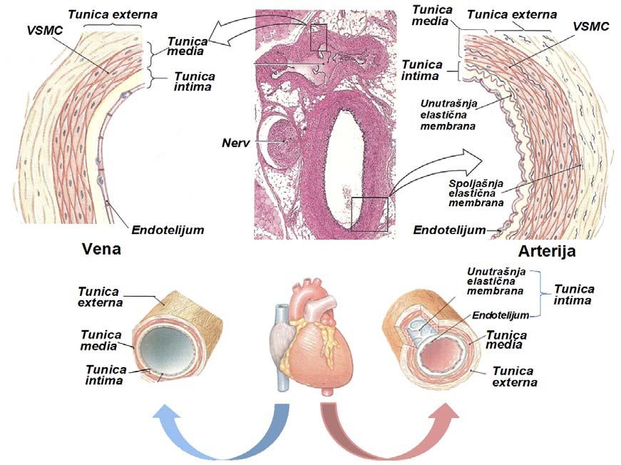 1.Uvod 1.1. Građa, uloga i osobine VSMC u vaskulaturi Glatko mišićno tkivo (lat.