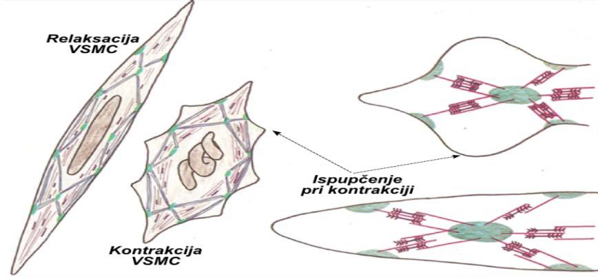 1.3 Morfološke karakteristike VSMC (A) Snopovi aktinskih filamenata (plavo) u ćeliji se pružaju blago spiralno zakrivljeni; jednim svojim krajem uronjeni u citoplazmatsko gusto telo a drugim u