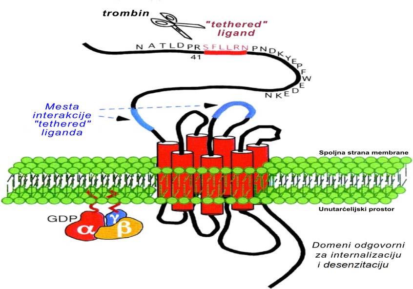 1.Uvod 1.4.2. Struktura trombinskih receptora Receptori aktivirani proteinazama (PAR, engl. Protease-Activated Receptor ) pripadaju familiji receptora GPCR.