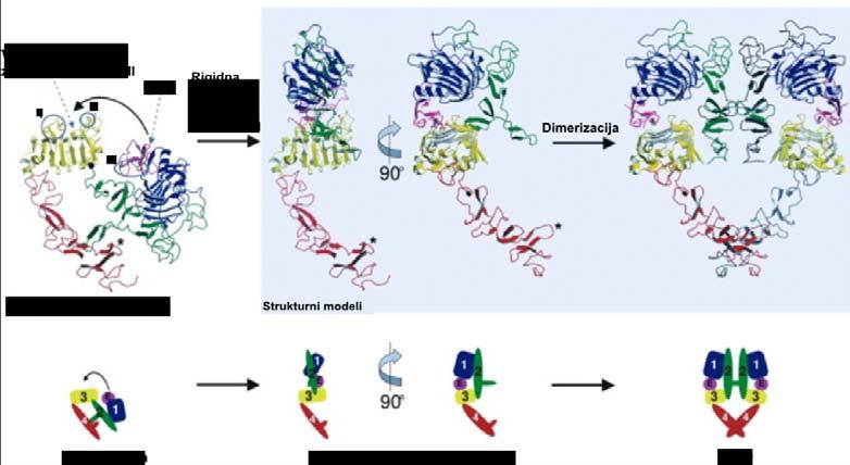 , 2011; Jiang i sar., 1999; Schlessinger i sar., 2000). U aktivnom dimeru domeni dve tirozinske kinaze idealno su orijentisani da dovedu do uzajamne fosforilacije i aktivacije (Slika 1.5.