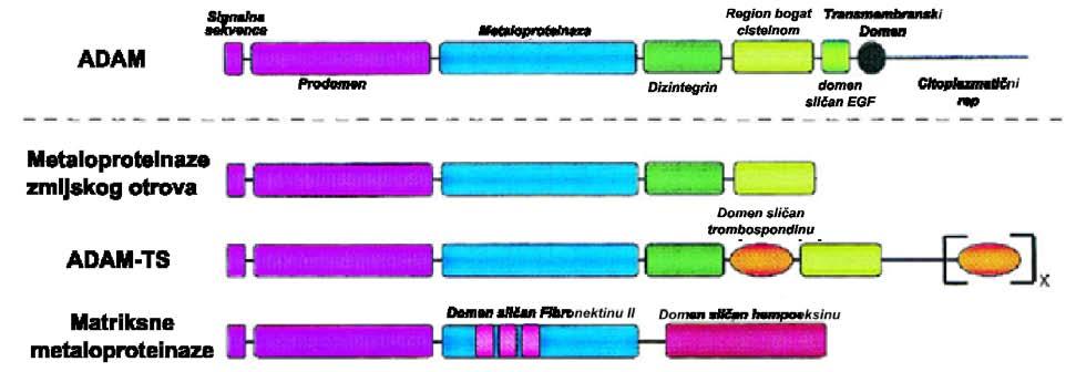 1.Uvod MMP su poznate i kao kolagenaze, uglavnom su solubilne i nalaze se u blizini ili na površini ćelija, mada postoje i transmembranske forme MMP (Slika 1.5.2.1).