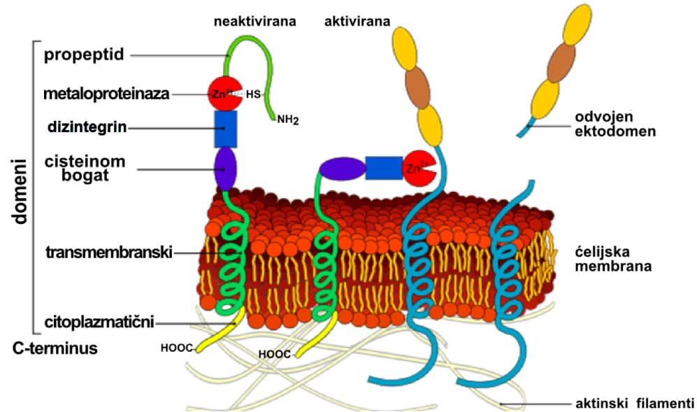 1.Uvod ADAM 12 učestvuje u proliferaciji hondrocita proteolitičkim cepanjem proteina 5 koji vezuje insulinu sličan faktor rasta (IGFBP5) u osteoartritičnoj hrskavici (Okada i sar., 2008).
