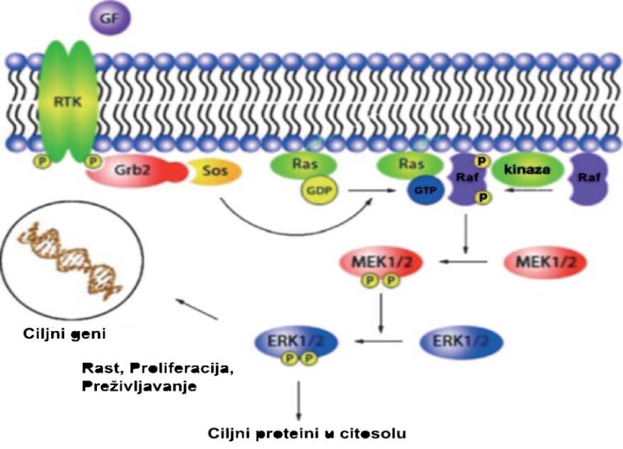 1.Uvod Aktivacija signalnih puteva MAPK uključuje male GTP hidrolaze, tzv., male GTP vezujuće proteine (Ras, engl.