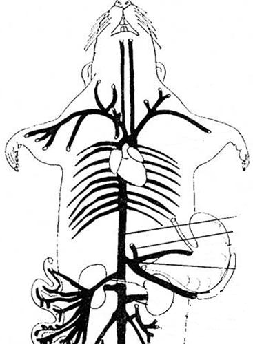 mikroskom. Upotrebom prave i zakrivljene sterilne pincete pažljivo je uklanjano masno i vezivno tkivo oko aorte, a spoljni sloj aorte (tunica adventitia) se skidao u jednom komadu brzim potezom.