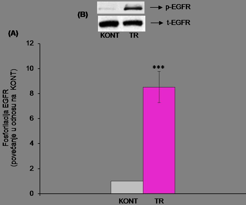 5.2. Efekti trombina na fosforilaciju EGFR receptora u VSMC Obzirom da smo pokazali da trombin utiče na proliferaciju VSMC, narednim eksperimentima ispitivali smo njegov efekat na fosforilaciju EGFR
