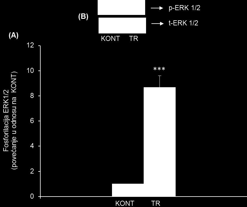 TR VSMC tretirane trombinom; p-egfr fosforilisana forma EGFR; t-egfr ukupni EGFR. ***Statistički značajna razlika između KONT i TR (p<0.001). 5.3.