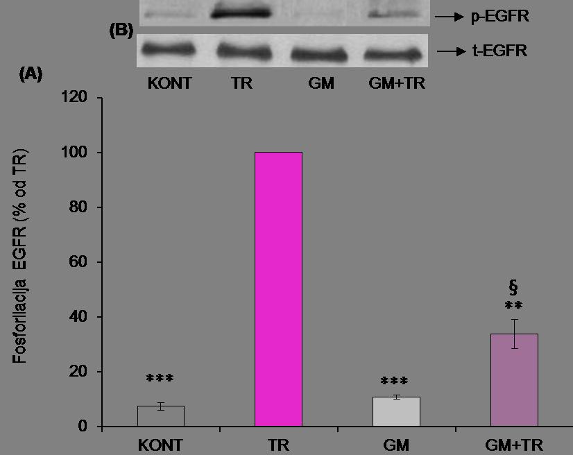 GM+TR=34±5%; p<0.05). Primena nižih koncentracija GM inhibitora dovela je takođe, do statistički značajnog smanjenja fosforilacije EGFR u odnosu na TR grupu (10 μm GM, GM+TR=57±5%; TR=100%; p<0.05). Dobijeni rezultati ukazuju na učešće MMP u regulaciji trombinom stimulisane fosforilacije EGFR u VSMC.