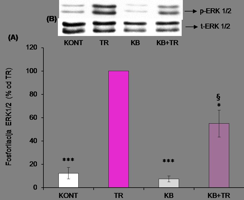 Slika 5.8.2 Uticaj 50 µm KB inhibitora na trombinom stimulisanu fosforilaciju ERK1/2 kinaze u VSMC.
