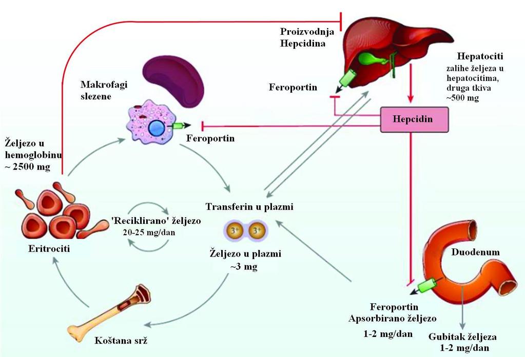 Slika 2. Hepcidin- glavni regulator pohrane i oslobađanja željeza (prilagođeno prema 4) Željezo je u organizmu pohranjeno u dva oblika- topljivi feritin i netopljivi hemosiderin (slika 3).