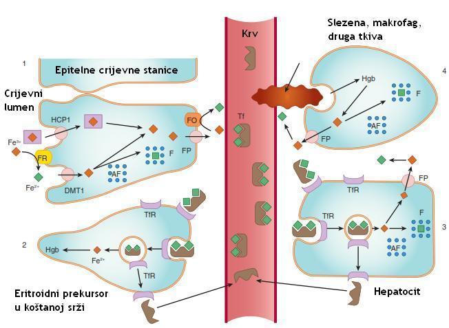 Slika 3. Apsorpcija, transport i pohrana željeza. Epitelne stanice u crijevu aktivnim transportnim sustavima apsorbiraju željezo u hemu (H) i anorgansko željezo.