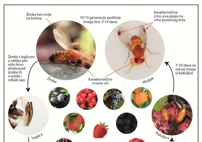 Slika 1. Domaćini, životni ciklus i glavne karakteristike za prepoznavanje octene mušice ploda (foto: G. Seljak, Mojca Rot, T.